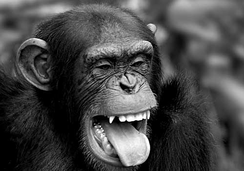 The comical Cheeta, a humorous chimpanzee.
