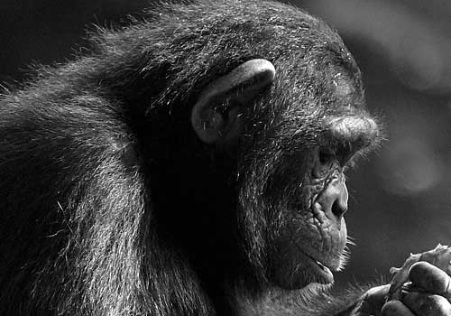 The wise Cornelius, a thoughtful ape.