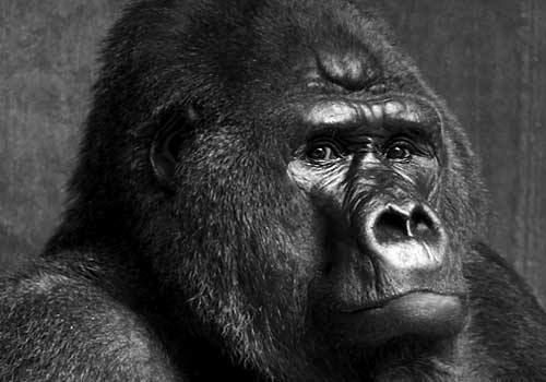 The mighty King Kong, a fearsome giant ape.